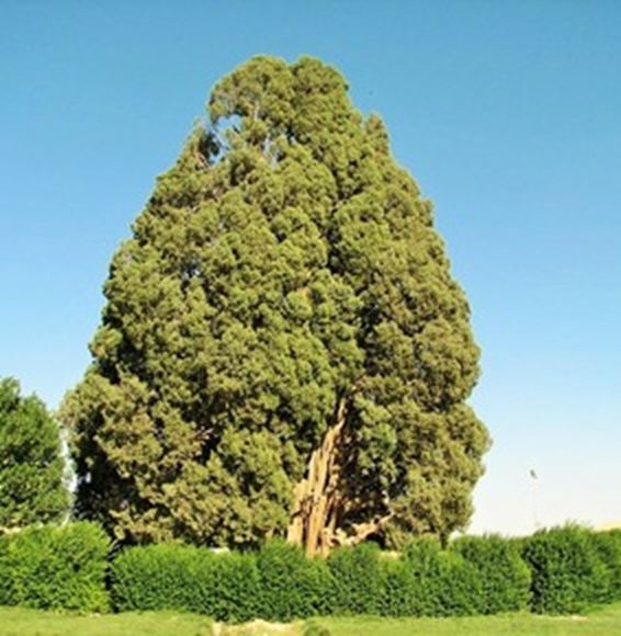 سرو ابرکوه، یکی از کهنسال‌ترین درختان جهان در دل کویر ایران